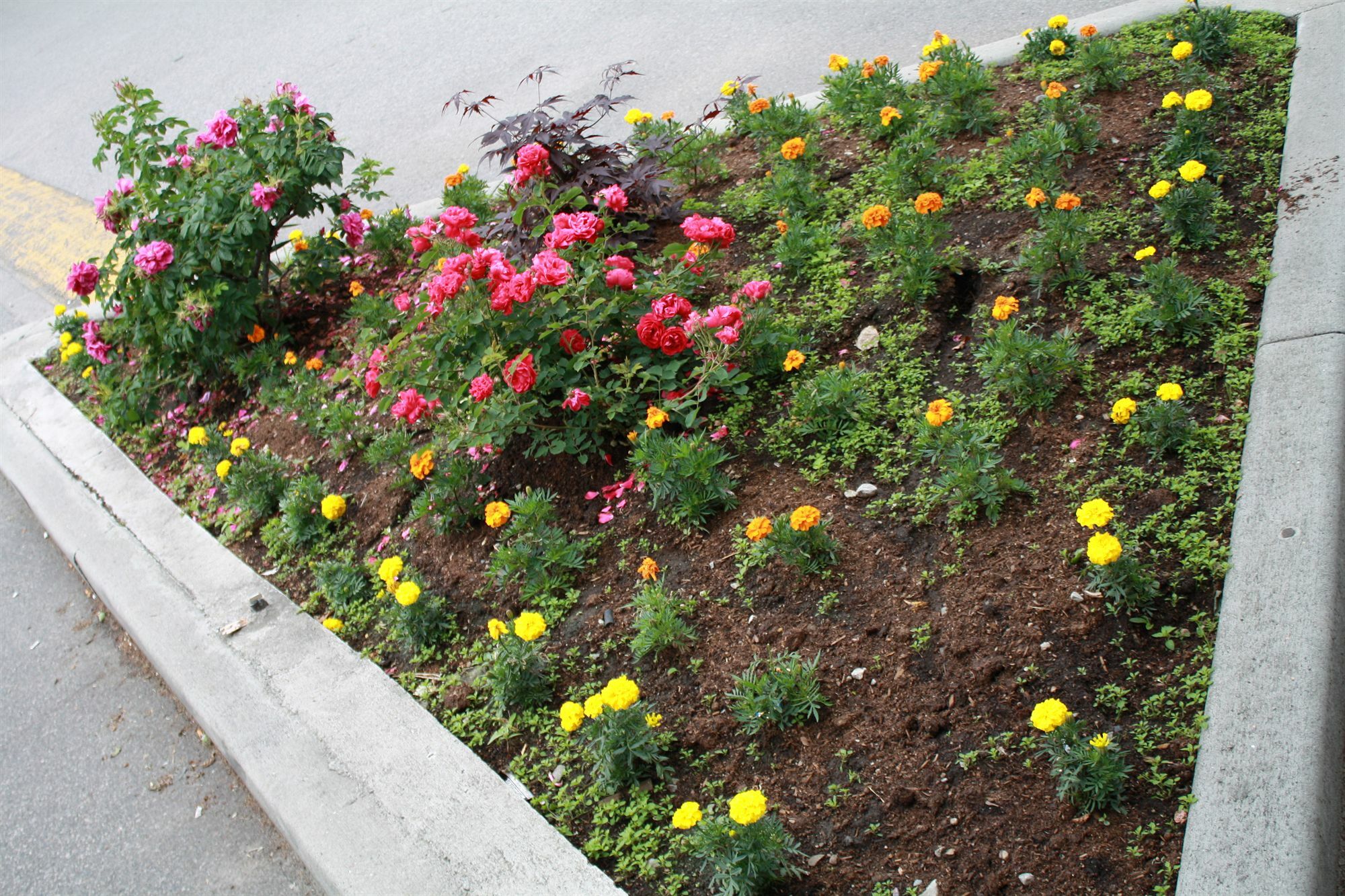 Sahara Courtyard Inn Penticton Dış mekan fotoğraf